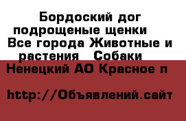 Бордоский дог подрощеные щенки.  - Все города Животные и растения » Собаки   . Ненецкий АО,Красное п.